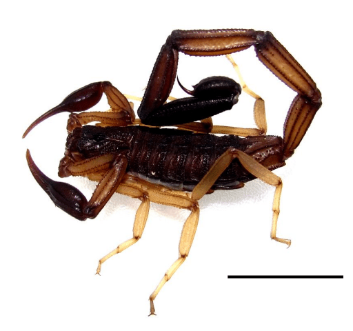 Close-up image of a _Tityus pachyurus_ scorpion, displaying its long, thin pincers and thick tail, highlighting its dangerous characteristics.